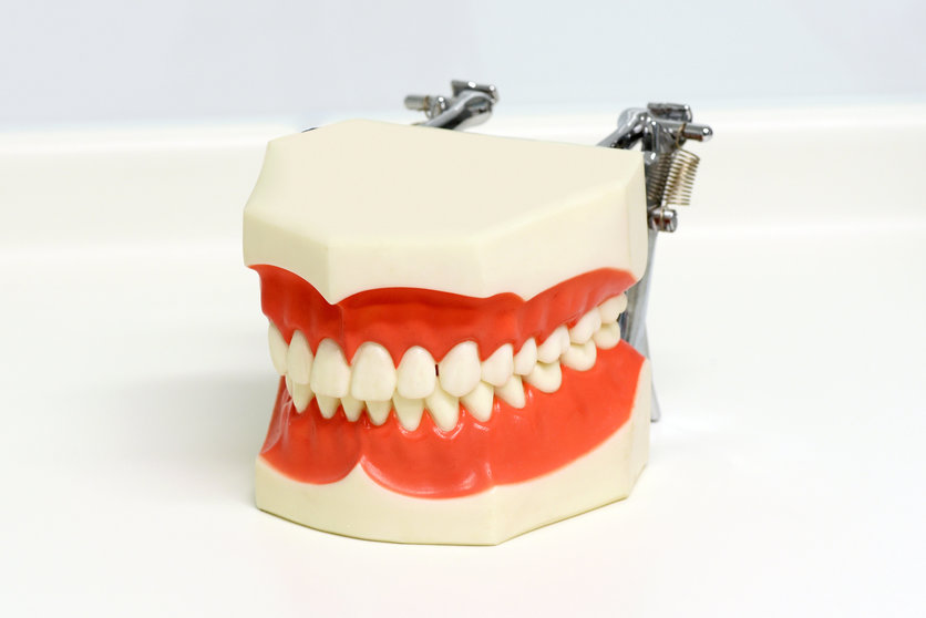 Dental model of upper and lower teeth showing a perfect closed bite over a white background